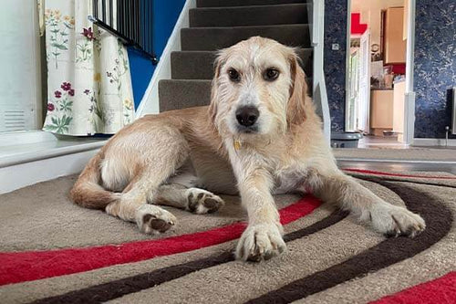 9 Top Carpet Care Tips For Pet Owners
