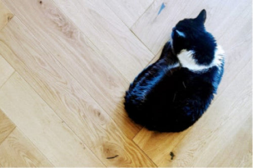 Picking the Perfect Pet-Proof Flooring