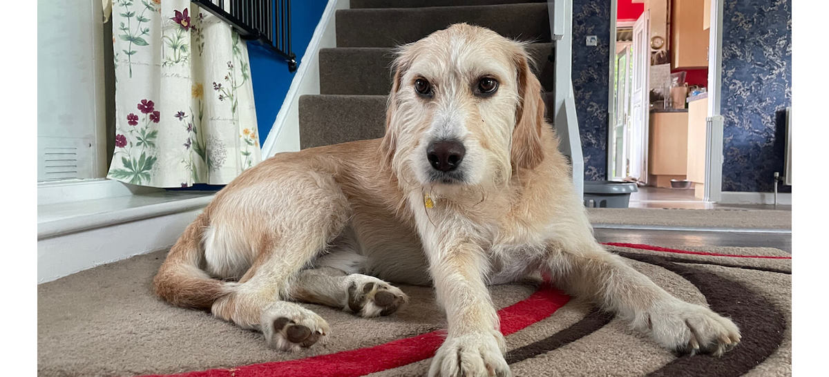 dog on carpet