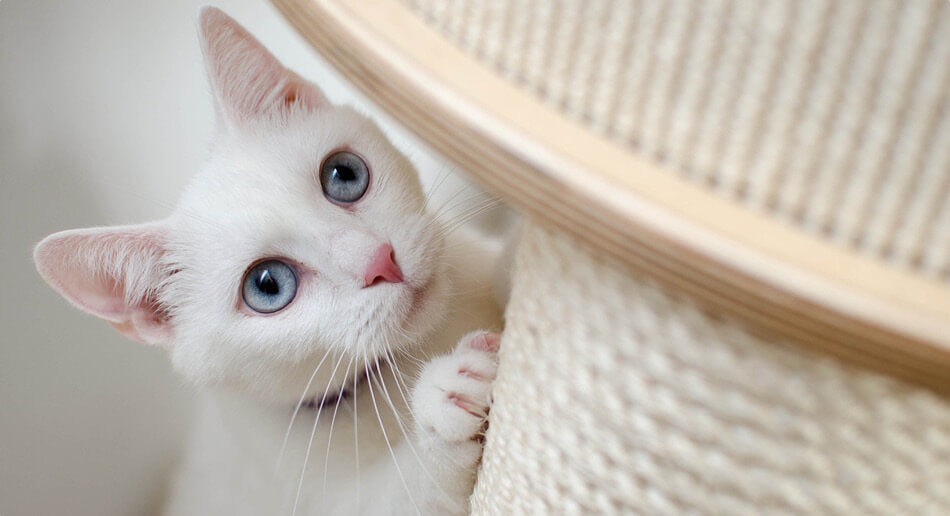 cat using scratching post